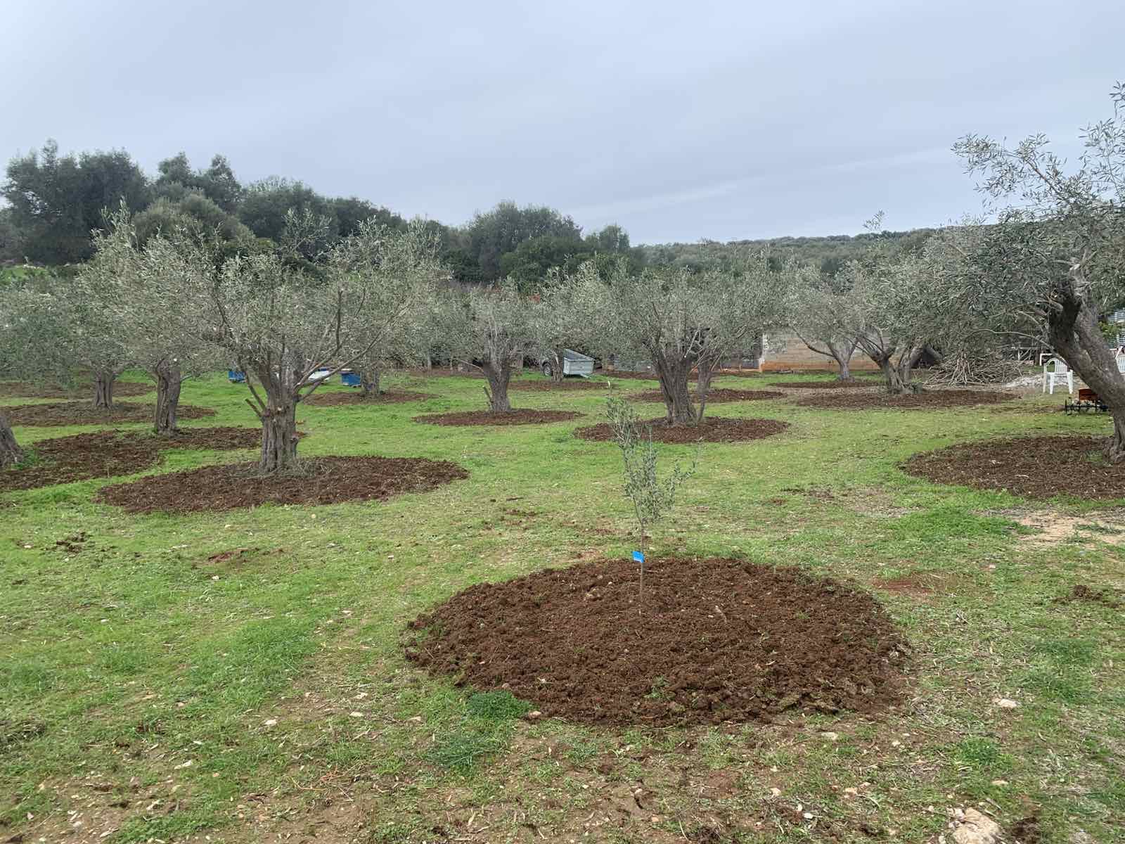 Olive Grove in Spring