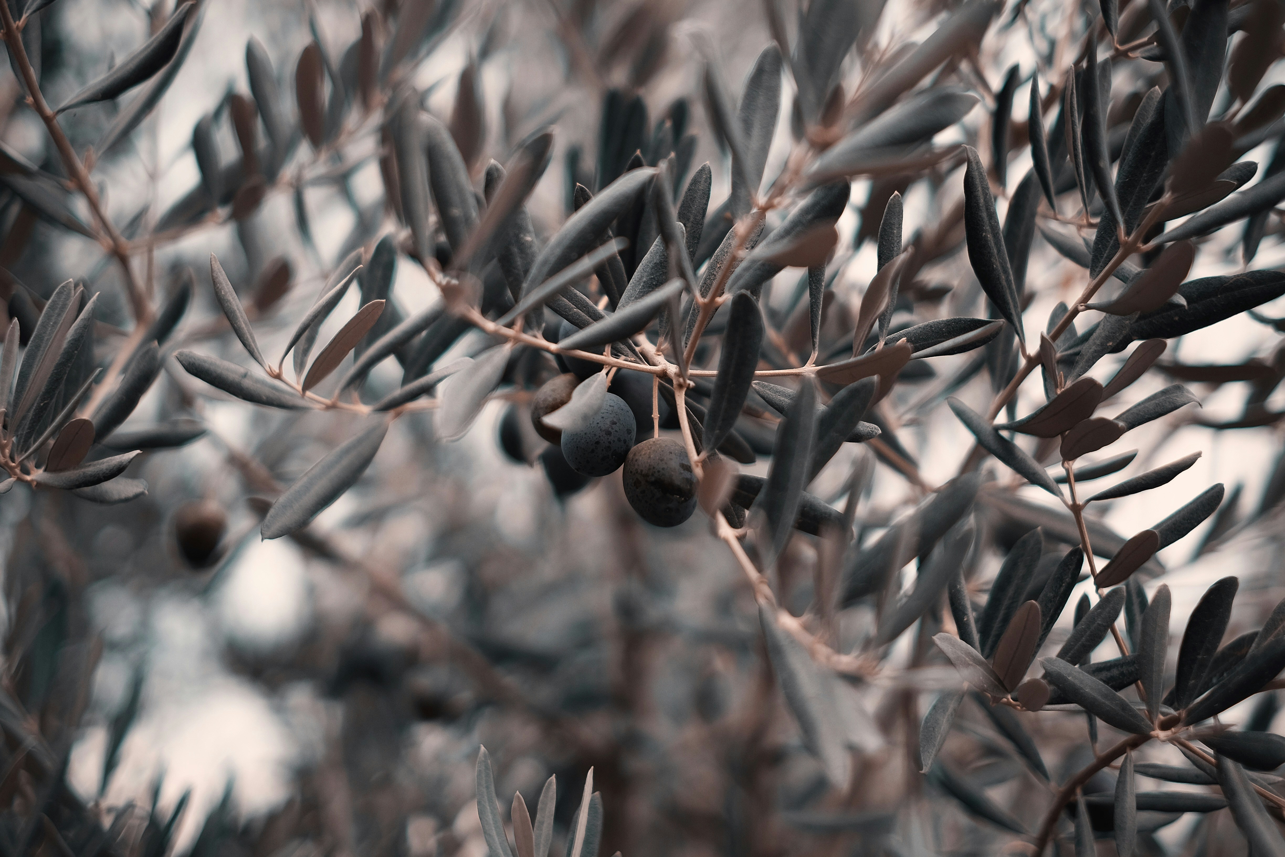 A scenic view of olive groves in Greece